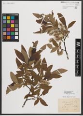Foto von Salix appendiculata Vill.